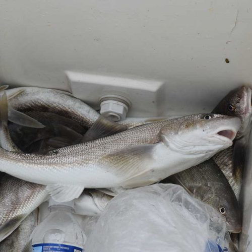 Cooler of Sea Mullet