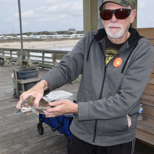 Sea Mullet