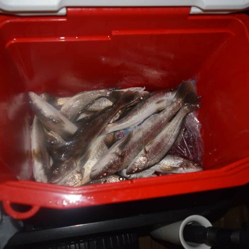 Cooler of Sea Mullet