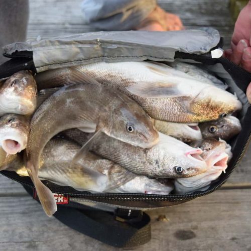 Bag Of Sea Mullet