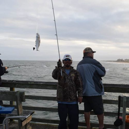 Sea Mullet Bite Is On!