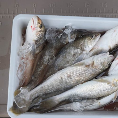 Sea Mullet On Ice!