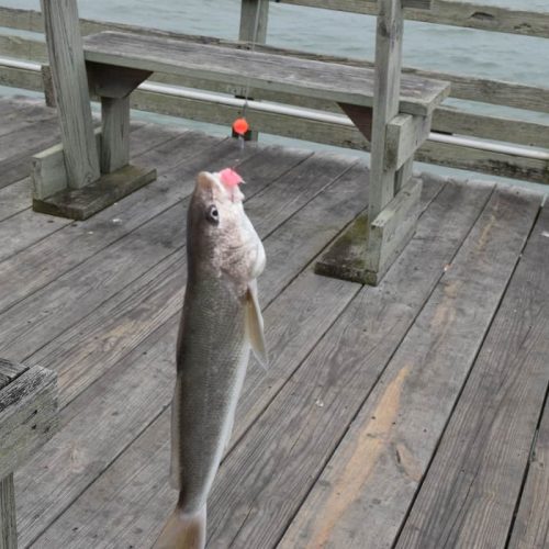 Sea Mullet!