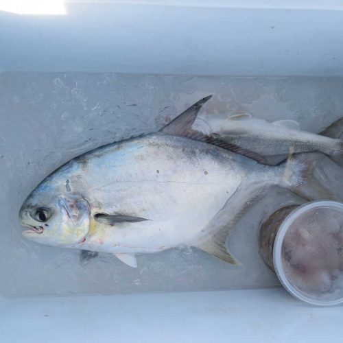 Nice pompano