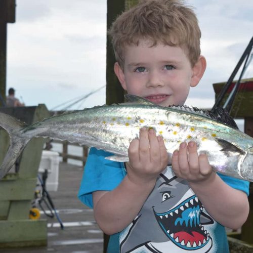 Spanish Mackerel