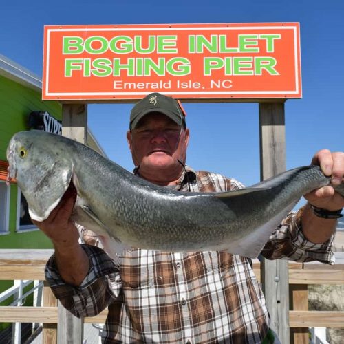 MICHAEL WHITEHURST (Ayden, NC)-- 7 lb. HATTERAS BLUE ....5-1-18