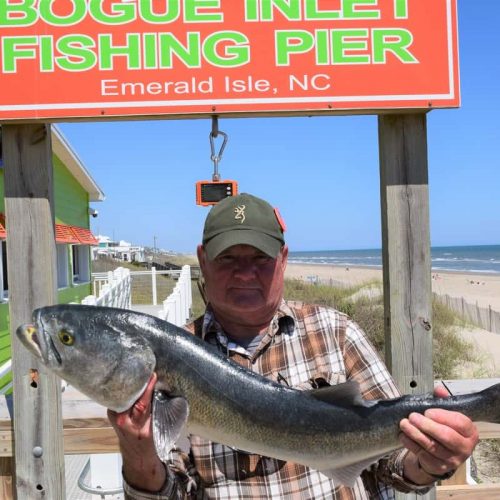 MICHAEL WHITEHURST (Ayden, NC)-- 9 lb. HATTERAS BLUE ....5-1-18