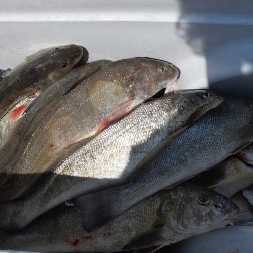 DARYL GWYNN (Reidsville, NC)-- COOLER of SEA MULLET ....6-20-18