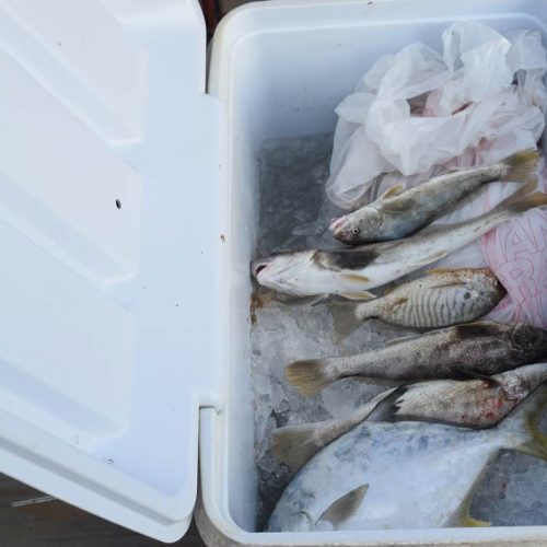 Spots, Sea Mullets, and Pompano!